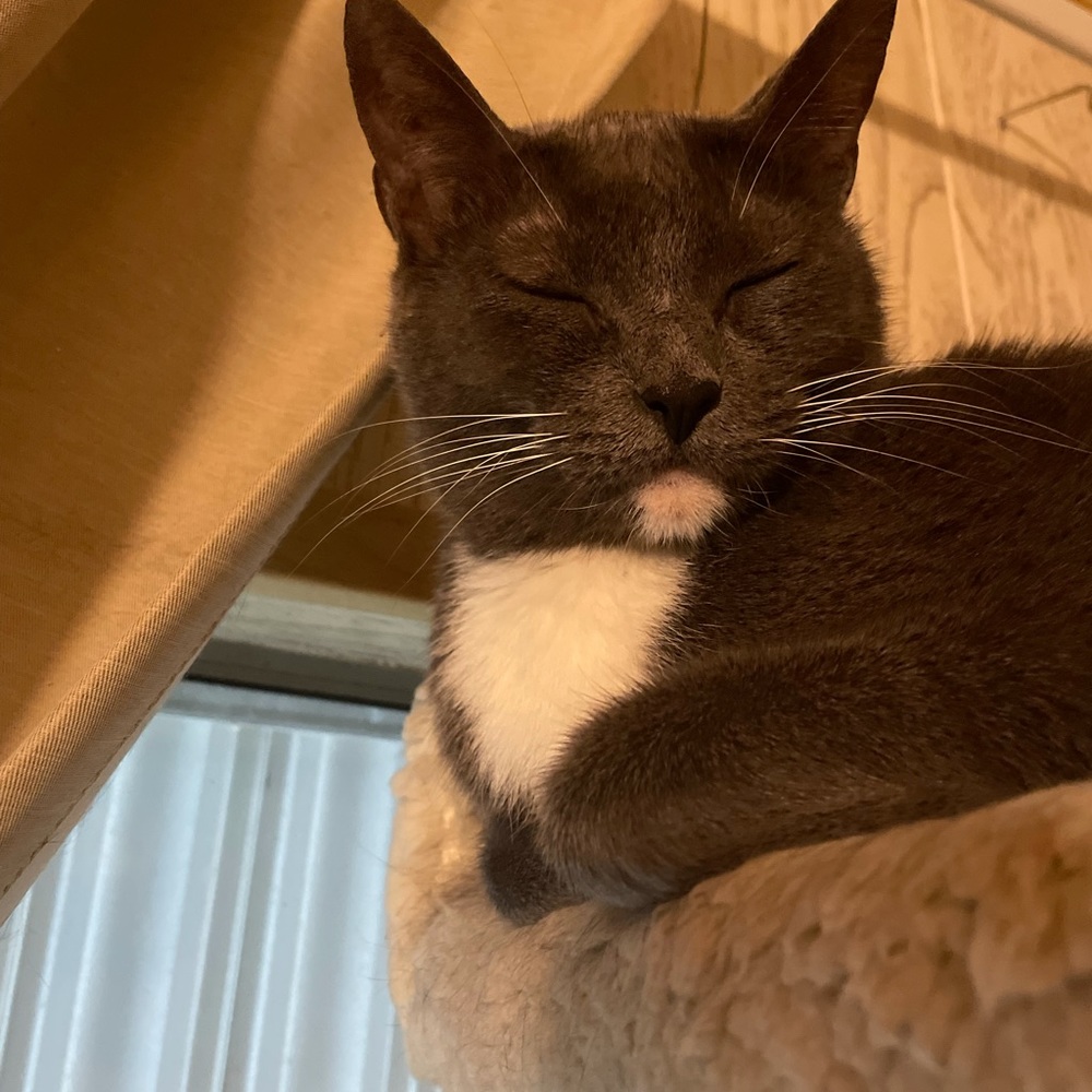 Meet your Posher, Toni